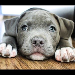 Meet your Posher, Janie